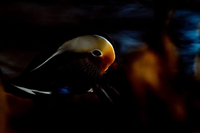 F9 I 1/3200sek I ISO 1600 I 1260mm