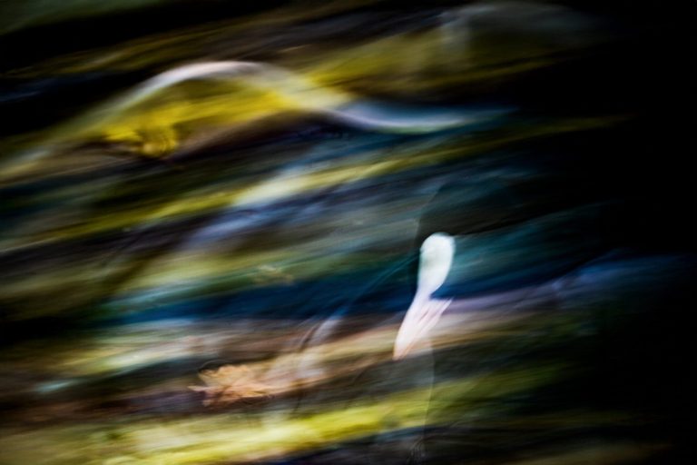 F22 I 0,6sek I ISO 100 I 840mm

Bewegung als Pinsel