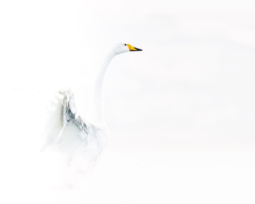 High-Key-Fotografie in der Natur & Tierwelt