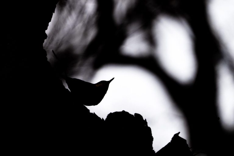 F9 I 1/1000sek I ISO 1600 I 840 mm

Silhouetten im Gegenlicht​​​​​​​